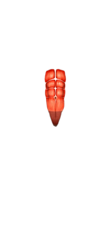 Front view muscle